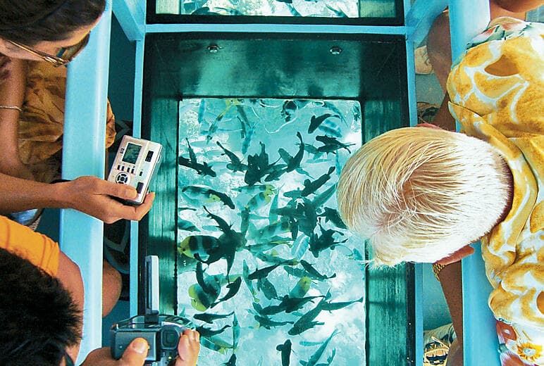 Shark & ray watching by glass bottom boat