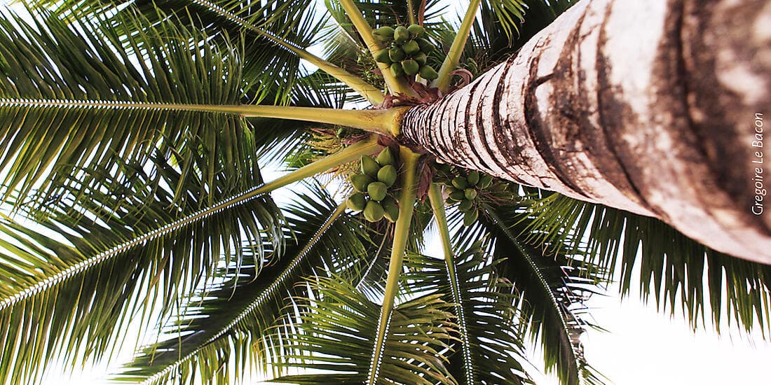 Society Islands & Tuamotus