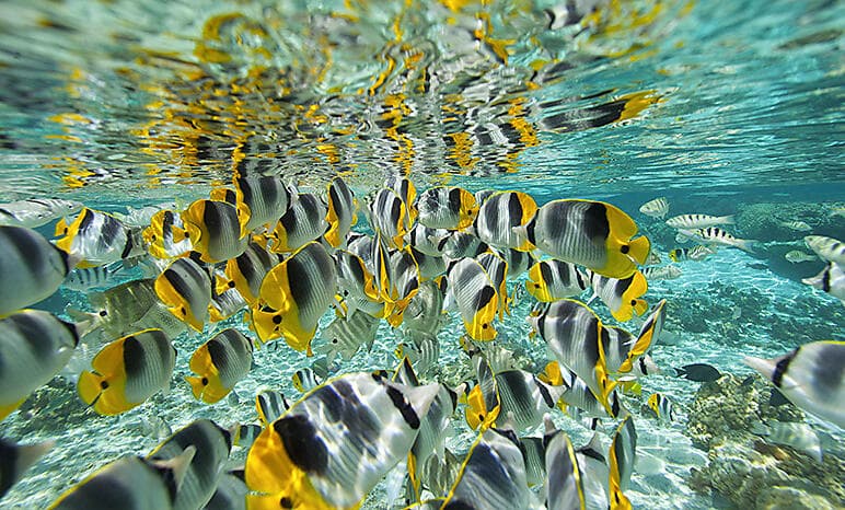 More Tuamotus & Society Islands 