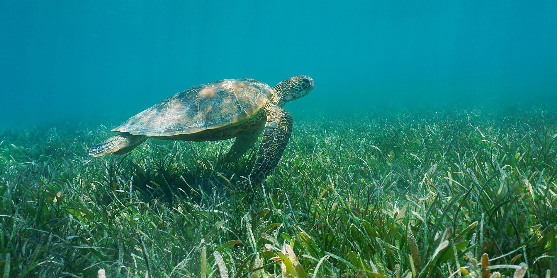 Pearl of the Society Islands