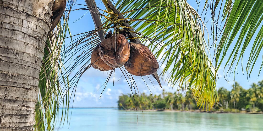 Society Islands & The Tuamotus